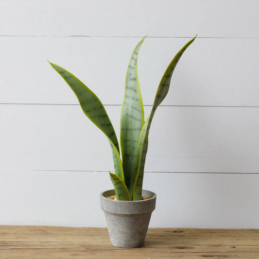 POTTED SANSEVIERIA PLANT