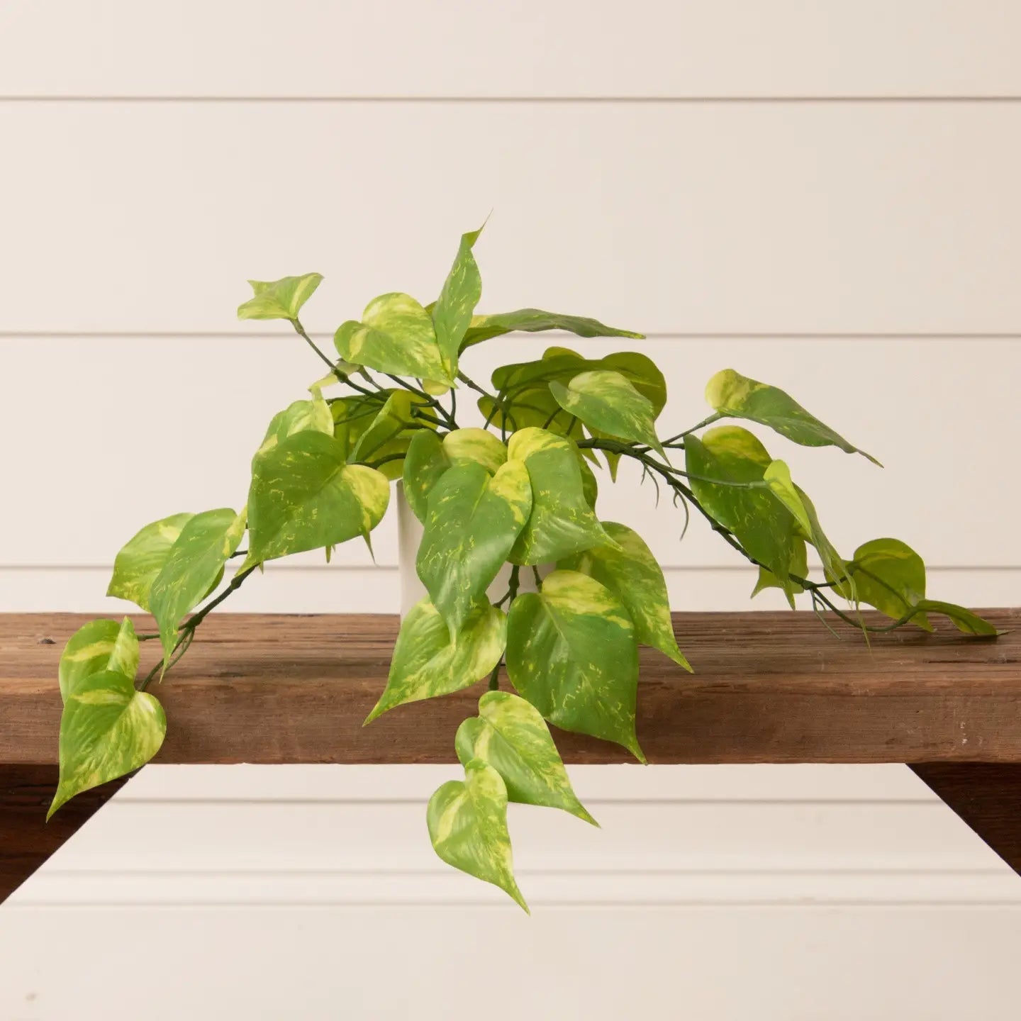 POTTED PHILODENDRON PLANT